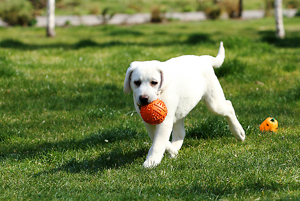 포토 JPG 해외이미지 응시 공원 행복 어린이 놀이 탁자 사람없음 반려동물 노란색 귀여움 기쁨 개 리트리버 달콤 강아지 래브라도리트리버 위치 창백 기르기 유래 해외포토 동물 시선 공공시설 감정 컬러 가구 컨셉 포유류 사람 맛 돌봄 파일형식 이미지허브