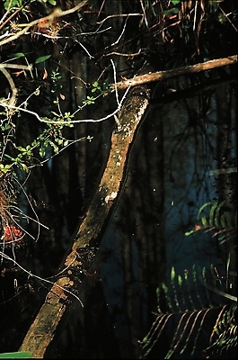 포토 JPG 해외이미지 나무 공원 백그라운드 자연 추상 이끼 사람없음 목재 환경 유기농 질감 나무껍질 곰팡이 구식 깨짐 썩음 옛날 해외포토 식물 웰빙 공공시설 컨셉 무늬 재료 껍질 생태계 파일형식 이미지허브