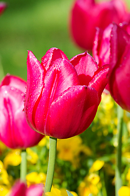 포토 JPG 해외이미지 꽃잎 꽃 백그라운드 잎 사람없음 야외 정원 튤립 떨어짐 전경 해외포토 식물 컨셉 풍경 파일형식 탑뷰 이미지허브