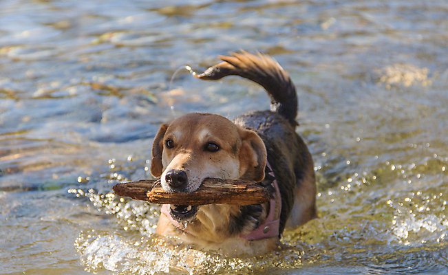 포토 JPG 해외이미지 동물 행복 호수 바다 포즈 장난 모션 자연 놀이 건강 사람없음 야외 물 반려동물 강 수영 기쁨 에너지 뜨거움 막대기 개 떨어짐 송곳니 해외포토 자연요소 감정 컨셉 포유류 수상스포츠 치아 생태계 파일형식 이미지허브