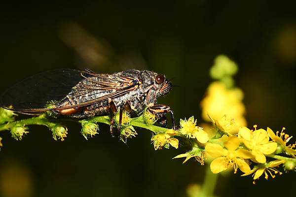 포토 JPG 해외이미지 동물 곤충 날개 자연 사람없음 사냥 육식동물 메뚜기 해외포토 생태계 파일형식 이미지허브