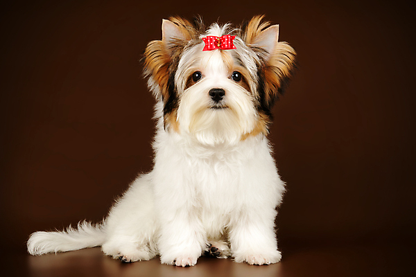 포토 JPG 해외이미지 동물 1 행복 새끼 백그라운드 새로움 털 사람없음 빨간색 반려동물 귀여움 검은색 거울 흰색 개 달콤 강아지 작음 요크셔테리어 테리어 활 솜털 송곳니 기르기 비버 삼색 해외포토 감정 컬러 컨셉 포유류 맛 치아 크기 돌봄 파일형식 이미지허브