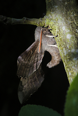 포토 JPG 해외이미지 나무 식물 동물 곤충 잎 날개 오렌지 자연 검은배경 안테나 앉기 성인 사람없음 갈색 정원 보라색 회색 나뭇가지 점 야간 큼 솜털 나방 미루나무 특별함 오싹 해외포토 자연요소 컬러 백그라운드 컨셉 과일 통신 모션 사람 검은색 크기 생태계 파일형식 이미지허브