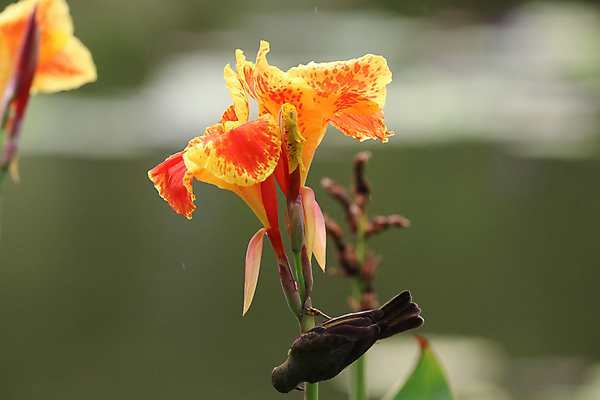 포토 JPG 해외이미지 식물 동물 응시 여자 꽃잎 꽃 야생동물 백그라운드 자연 조류 사람없음 초록색 물 갈색 정원 벚꽃 물방울 관찰 작음 꼬리 꿀 내추럴 발톱 수유 해외포토 자연요소 시선 컬러 모션 발 사람 크기 생태계 파일형식 이미지허브
