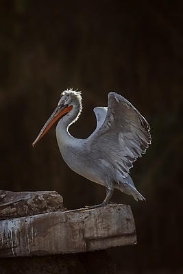 포토 JPG 해외이미지 동물 야생동물 날개 자연 조류 동물원 사람없음 야외 물 수영 흰색 스페인 큼 펠리컨 물새 바르셀로나 다뉴브강 달마시안 민물 해외포토 자연요소 유럽 컬러 수상스포츠 개 크기 생태계 파일형식 이미지허브