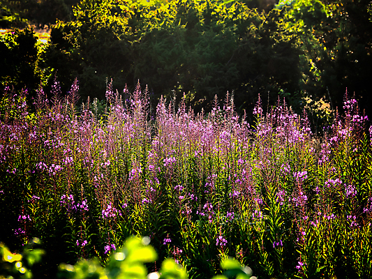 포토 JPG 해외이미지 나무 식물 계절 꽃 분홍색 백그라운드 잎 꽃무늬 밭 자연 아침 풍경 사람없음 야외 초록색 여름 빛 컬러풀 햇빛 태양 일출 환경 정원 맑음 보라색 봄 들꽃 수확 벚꽃 흰색 시골 신선 개화 솜털 내추럴 많음 해외포토 주간 자연요소 컬러 컨셉 무늬 농업 날씨 노을 생태계 파일형식 이미지허브