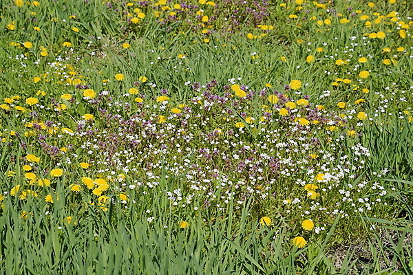포토 JPG 해외이미지 나무 식물 구름 계절 꽃 벽 백그라운드 밭 가족 자연 파노라마 풍경 잔디 사람없음 옆모습 가로 초록색 여름 파란색 컬러풀 햇빛 노란색 환경 정원 봄 샐러드 흰색 시골 차 숲 민들레 허브 언덕 각도 천국 솜털 에스토니아 영원 해외포토 자연요소 유럽 음료 음식 뷰포인트 컬러 농업 관계 촬영기법 태양 생태계 파일형식 이미지허브