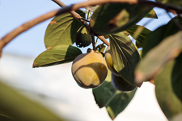 포토 JPG 해외이미지 음식 채소 과일 콩 사람없음 망고 국산 해외포토 곡류 열대과일 파일형식 이미지허브