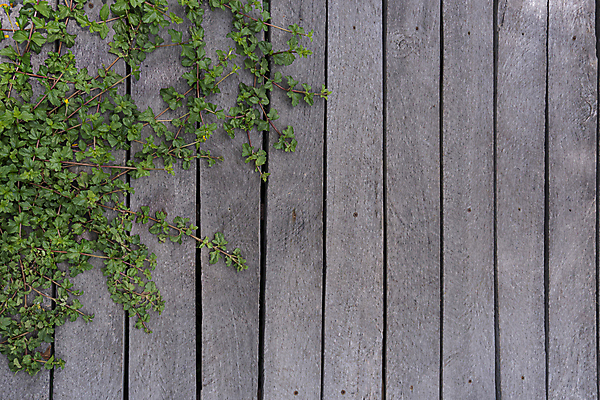 포토 JPG 해외이미지 벽 백그라운드 패턴 자연 탁자 표면 날씨 추상 바닥 사람없음 목재 울타리 갈색 판넬 거친 널 질감 수목 옛날 해외포토 나무 컬러 가구 무늬 재료 담장 생태계 파일형식 이미지허브