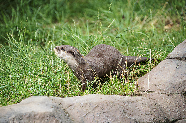 포토 JPG 해외이미지 동물 응시 유럽 얼굴 야생동물 포유류 자연 영국 털 건강 동물원 앉기 사람없음 야외 물 강 갈색 머리 목욕 젖음 달콤 떨어짐 작음 호기심 코 꼬리 육식동물 수영선수 내추럴 발톱 집게발 스코틀랜드 해외포토 자연요소 시선 감정 나라 컬러 컨셉 모션 발 운동선수 신체부위 청결 맛 크기 생태계 파일형식 이미지허브