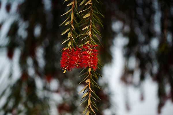 포토 JPG 해외이미지 나무 식물 계절 꽃 백그라운드 잎 꽃무늬 농업 자연 사람없음 야외 초록색 정원 봄 들꽃 벚꽃 나뭇가지 붓 개화 관목 원예 데이지 진홍색 내추럴 꽃수술 해외포토 산업 컬러 무늬 취미 빨간색 생태계 파일형식 이미지허브