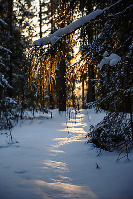 포토 JPG 해외이미지 나무 계절 공원 백그라운드 겨울 자연 하늘 날씨 그림자 풍경 사람없음 야외 목재 파란색 빛 태양 냉동 얼음 추위 흰색 나뭇가지 시골 신선 소나무 점 숲 12월 서리 러시아 장면 나무껍질 북쪽 침엽수 전나무 1월 2월 눈내림 해외포토 자연요소 식물 공공시설 유럽 컬러 재료 눈_날씨 껍질 날짜 방향 생태계 파일형식 이미지허브