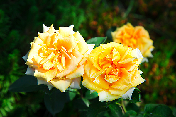 포토 JPG 해외이미지 식물 1 계절 공원 여자 꽃잎 꽃 줄기 꽃다발 결혼 백그라운드 잎 꽃무늬 패턴 자연 발렌타인데이 3 선물 사랑 사람없음 야외 초록색 컬러풀 햇빛 장미 노란색 정원 봄 성장 흰색 신선 개화 원예 질감 내추럴 해외포토 공공시설 감정 컬러 무늬 데이이벤트 사람 이벤트 취미 태양 생태계 파일형식 이미지허브