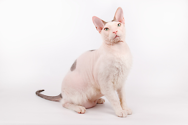 포토 JPG 해외이미지 한마리 실내 앉기 사람없음 반려동물 귀여움 고양이 흰배경 스핑크스고양이 반려묘 해외포토 동물 1 백그라운드 컨셉 포유류 모션 내부 흰색 파일형식 이미지허브