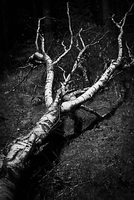 포토 JPG 해외이미지 나무 식물 자연 날씨 흑백 사람없음 야외 목재 여름 환경 힘 손상 가을 떨어짐 숲 통나무 나무껍질 폭풍 자작나무 잡동사니 내추럴 빈털터리 거짓말 깨짐 뇌우 단절 생태학 수목 허리케인 해외포토 계절 교육 컨셉 재료 촬영기법 껍질 자연재해 생태계 파일형식 이미지허브