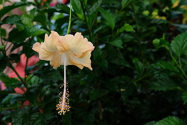 포토 JPG 해외이미지 나무 식물 계절 공원 꽃잎 꽃 줄기 백그라운드 잎 꽃무늬 오렌지 자연 벽지 하늘 풍경 사람없음 야외 빨간색 초록색 여름 컬러풀 노란색 정원 봄 벚꽃 가을 흰색 신선 개화 닫기 보케 인도네시아 말레이시아 내추럴 이국적 히비스커스 해외포토 공공시설 아시아 컬러 무늬 과일 모션 생태계 파일형식 이미지허브