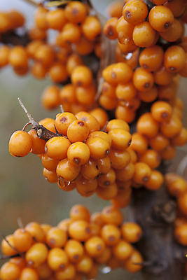 포토 JPG 해외이미지 나무 식물 열매 잎 오렌지 과일 재료 자연 건강 사람없음 야외 관광지 약 노란색 주스 화장품 성장 나뭇가지 신선 관목 내추럴 숙성 식용 추출 노화 해외포토 음료 컬러 여행 컨셉 의학 뷰티 생태계 파일형식 이미지허브