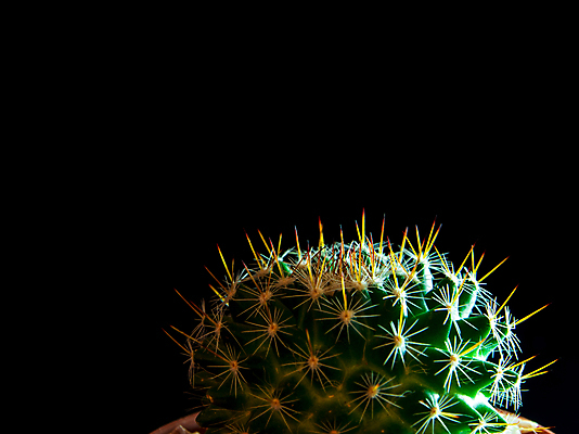 포토 JPG 해외이미지 검은배경 선인장 실내 사람없음 어둠 가시 날카로움 해외포토 식물 백그라운드 내부 검은색 파일형식 이미지허브