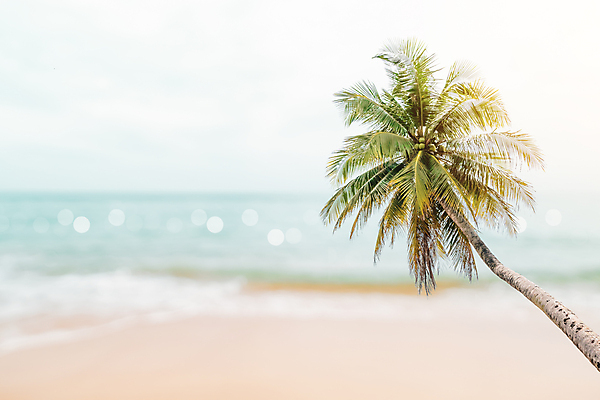 포토 JPG 해외이미지 주간 하늘 해변 사람없음 야외 아웃포커스 여름 야자수 여름풍경 해외포토 자연요소 나무 계절 바다 촬영기법 풍경 파일형식 여름_계절 이미지허브