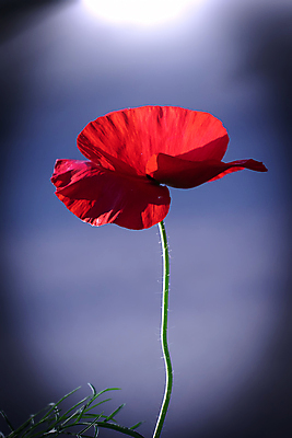 포토 JPG 해외이미지 식물 꽃 백그라운드 꽃무늬 밭 자연 풍경 사람없음 빨간색 초록색 여름 태양 정원 봄 벚꽃 광선 개화 양귀비 반대 설정 내추럴 해외포토 자연요소 계절 컬러 무늬 농업 생태계 파일형식 이미지허브