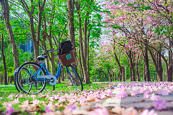 포토 JPG 해외이미지 주간 나무 공원 태국 자연 풍경 사람없음 야외 자전거 봄 벚꽃 소프트포커스 방콕 해외포토 자연요소 식물 계절 공공시설 꽃 아시아 촬영기법 바이크 생태계 파일형식 이미지허브