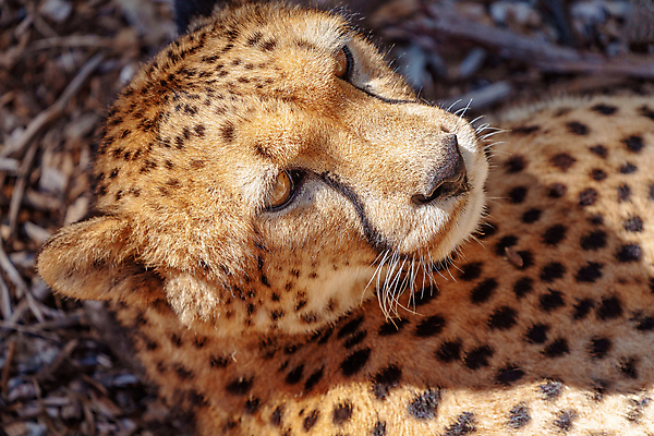 포토 JPG 해외이미지 동물 응시 야생동물 오렌지 포유류 아프리카 자연 종류 사람없음 갈색 노란색 머리 검은색 고양이 게임 흰색 황무지 보호 위험 큼 먹이 사파리 속도 꼬리 사냥 육식동물 사냥꾼 멸종 치타 남아프리카 사바나 숨기 탄자니아 해외포토 직업 시선 나라 컬러 컨셉 과일 모션 놀이 신체부위 반려동물 크기 생태계 파일형식 이미지허브