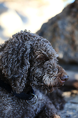 포토 JPG 해외이미지 동물 여자 행복 호수 바다 포옹 자연 놀이 사랑 사람없음 야외 가로 물 반려동물 태양 갈색 우정 활발 기쁨 개 리트리버 복고 주둥이 기르기 특별함 해외포토 자연요소 감정 컬러 컨셉 포유류 안기 사람 친구 생태계 돌봄 파일형식 이미지허브