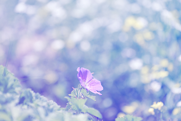 포토 JPG 해외이미지 식물 계절 꽃잎 꽃 백그라운드 꽃무늬 자연 사람없음 야외 목재 초록색 컬러풀 노란색 우주 환경 보라색 수확 벚꽃 시골 닫기 민들레 제비꽃 복고 보케 삼림지대 제라늄 해외포토 나무 컬러 무늬 농업 재료 모션 숲 생태계 파일형식 이미지허브
