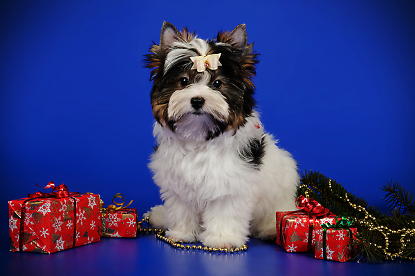 포토 JPG 해외이미지 동물 1 행복 새끼 백그라운드 새로움 털 사람없음 빨간색 반려동물 귀여움 검은색 거울 흰색 개 달콤 강아지 작음 요크셔테리어 테리어 활 솜털 송곳니 기르기 비버 삼색 해외포토 감정 컬러 컨셉 포유류 맛 치아 크기 돌봄 파일형식 이미지허브