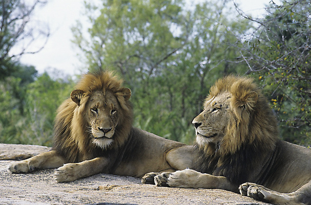 포토 JPG 해외이미지 야생동물 포유류 아프리카 자연 휴식 털 함께함 사람없음 야외 눕기 고양이 사자 게으름 해외포토 동물 나라 컨셉 모션 반려동물 생태계 파일형식 이미지허브