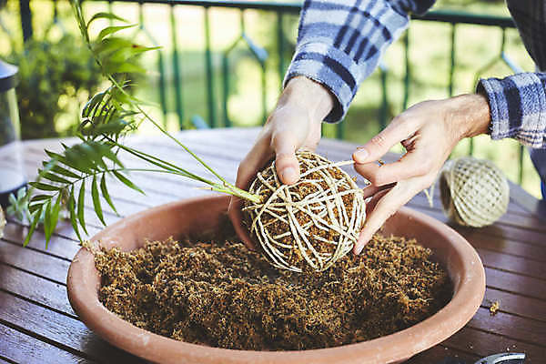 포토 JPG 해외이미지 식물 손 꽃 음식 백그라운드 잎 꽃무늬 농업 재료 공 자연 넥타이 건강 이끼 사람없음 장식 초록색 환경 정원 일본 흙 회색 수확 성장 신선 원형 유기농 원예 분재 내추럴 생태학 채식주의자 해외포토 도형 나무 웰빙 잡화 교육 산업 아시아 컬러 무늬 취미 신체부위 생태계 채식 파일형식 이미지허브