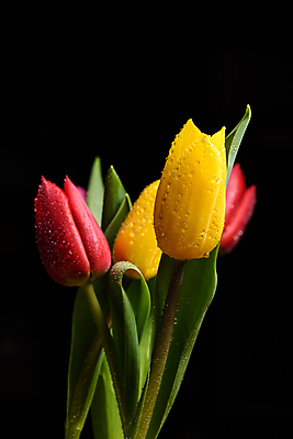 포토 JPG 해외이미지 스튜디오촬영 꽃잎 꽃 검은배경 사람없음 정원 사진촬영 튤립 향기 완벽 취급주의 카피스페이스 해외포토 식물 백그라운드 컨셉 실내 경고 검은색 촬영 공백 냄새 파일형식 이미지허브
