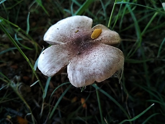 포토 JPG 해외이미지 주간 자연 근접촬영 잔디 사람없음 야외 버섯 숲속 해외포토 자연요소 식물 뷰포인트 숲 생태계 파일형식 이미지허브