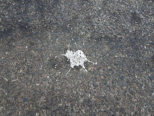 포토 JPG 해외이미지 도로 자연 조류 거리 사람없음 야외 검은색 흰색 보행로 낭비 땅바닥 해외포토 동물 길 컬러 컨셉 교통시설 바닥 생태계 파일형식 이미지허브