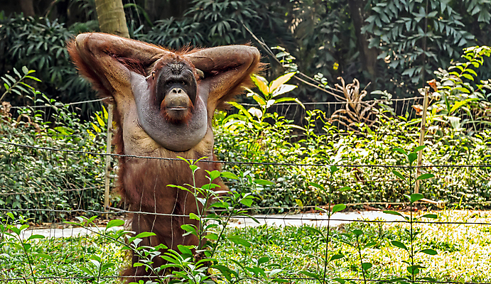 포토 JPG 해외이미지 나무 동물 공원 남자 행복 아시아 얼굴 야생동물 여행 오렌지 장난 포유류 자연 털 동물원 손바닥 사람없음 초록색 갈색 슬픔 원숭이 숲 열대우림 사파리 유인원 고릴라 내추럴 침팬지 고립 해외포토 식물 손 공공시설 감정 나라 컬러 과일 사람 신체부위 생태계 파일형식 이미지허브