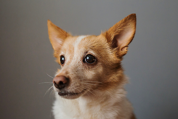 포토 JPG 해외이미지 동물 응시 행복 얼굴 새끼 백그라운드 오렌지 포유류 놀이 사람없음 반려동물 귀여움 게임 개 강아지 작음 고립 미니 해외포토 시선 감정 컨셉 과일 신체부위 크기 파일형식 이미지허브