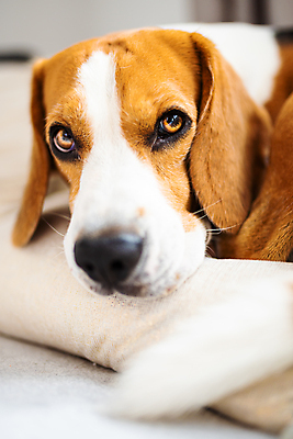 포토 JPG 해외이미지 동물 응시 행복 백그라운드 쿠션 포유류 바닥 실내 건강 피곤 앉기 사람없음 반려동물 소파 갈색 우주 검은색 흰색 잠 개 달콤 강아지 청소 낮잠 비글 송곳니 유래 해외포토 시선 감정 컬러 컨셉 의자 모션 내부 맛 치아 파일형식 이미지허브