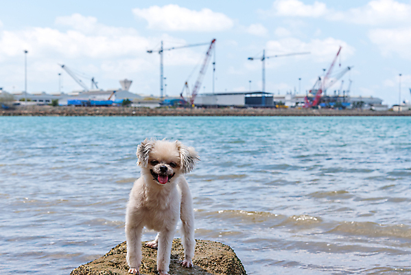 포토 JPG 해외이미지 동물 구름 행복 모래 파도 바다 섬 여행 포즈 포유류 자연 놀이 하늘 휴가 풍경 사람없음 야외 초록색 물 여름 파란색 반려동물 햇빛 귀여움 맑음 기쁨 흰색 개 작음 푸들 포메라니안 수평선 해외포토 자연요소 계절 감정 컬러 컨셉 날씨 태양 크기 생태계 파일형식 이미지허브