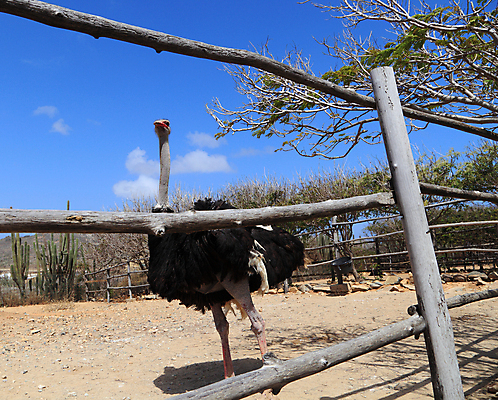 포토 JPG 해외이미지 주간 나무 1 남자 야생동물 조류 선인장 사람없음 야외 목재 울타리 햇빛 농장 펜 맑음 고독 큼 깃털 싱글 부리 먼지 암초 목 타조 동물상 혼자 해외포토 자연요소 식물 동물 감정 농업 재료 날씨 사람 신체부위 담장 태양 필기구 조형물 크기 파일형식 이미지허브