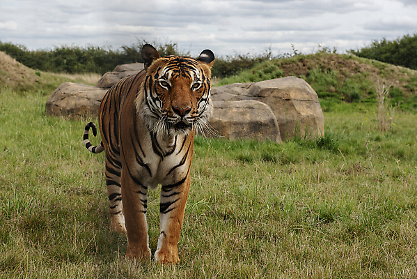 포토 JPG 해외이미지 동물 아시아 얼굴 야생동물 줄기 백그라운드 오렌지 포유류 자연 수염 털 사람없음 초록색 노란색 머리 걷기 검은색 고양이 중국 힘 줄무늬 흰색 표현 호랑이 위험 큼 무서움 피부 코 귀 육식동물 사냥꾼 멸종 표범 말레이시아 단아함 해외포토 식물 직업 감정 나라 컬러 컨셉 무늬 과일 모션 신체부위 반려동물 크기 생태계 파일형식 이미지허브