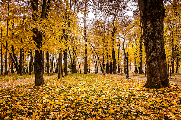 포토 JPG 해외이미지 나무 계절 공원 단풍 잎 꽃무늬 벤치 오렌지 자연 건조 풍경 사람없음 야외 빨간색 도시풍경 컬러풀 갈색 노란색 환경 가을 보행로 황금 떨어짐 숲 11월 러시아 10월 강렬 해외포토 식물 공공시설 꽃 유럽 길 컬러 컨셉 무늬 의자 과일 도시 날짜 생태계 파일형식 이미지허브