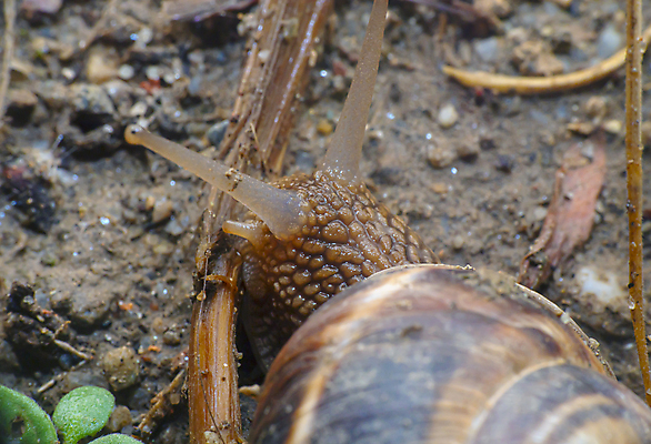 포토 JPG 해외이미지 주간 한마리 근접촬영 사람없음 야외 머리 땅 해외포토 자연요소 1 뷰포인트 신체부위 파일형식 이미지허브