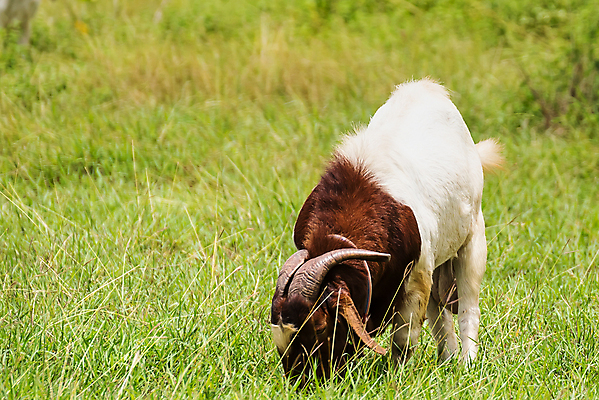 포토 JPG 해외이미지 동물 행복 백그라운드 밭 농업 포유류 태국 자연 염소 사람없음 야외 초록색 컬러풀 농장 농경지 걷기 마을 환경 가축 목장 농촌 시골 신선 그룹 양치기 군중 방목 땅 먹기 내추럴 밭일 수유 찰과상 해외포토 직업 감정 산업 아시아 컬러 모션 사람 축산업 상처 생태계 파일형식 이미지허브