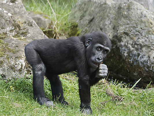 포토 JPG 해외이미지 동물 여자 남자 얼굴 야생동물 백그라운드 포유류 아프리카 자연 동물원 사람없음 초록색 머리 검은색 힘 나뭇가지 원숭이 아기 행운 숲 작음 큼 먹기 스마트 유인원 고릴라 서쪽 지능 해외포토 나무 나라 컬러 컨셉 모션 사람 신체부위 크기 방향 생태계 파일형식 이미지허브