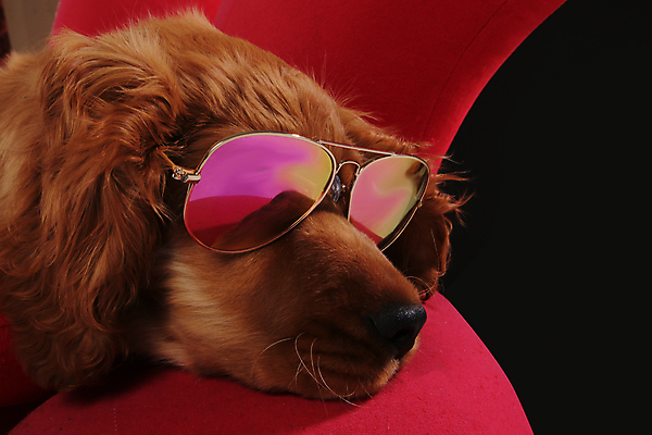 포토 JPG 해외이미지 응시 옷 장난 포유류 휴식 고글 털 서기 앉기 사람없음 가로 친구 반려동물 선글라스 쌓기 점프 고양이 황금 실험실 개 리트리버 강아지 그늘 시원함 엉덩이 모피 래브라도리트리버 순수 호기심 코 사냥개 슛 쇼 솜털 카피스페이스 해외포토 동물 시선 감정 안경 컨셉 관계 모션 실험 신체부위 공백 파일형식 이미지허브