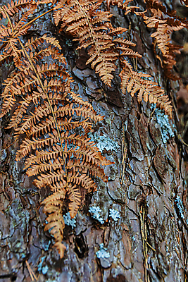 포토 JPG 해외이미지 모양 나무 식물 공원 선 조각 백그라운드 잎 패턴 오렌지 부분 자연 벽지 표면 날씨 추상 이끼 사람없음 목재 초록색 갈색 줄무늬 수확 껍질 소나무 거친 선탠 널 숲 장작 자르기 묘사 유기농 질감 통나무 나무껍질 내추럴 수목 옛날 해외포토 웰빙 공공시설 컬러 무늬 농업 과일 재료 모션 생태계 파일형식 이미지허브
