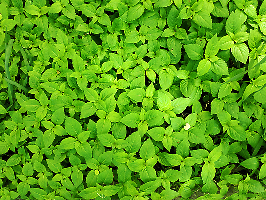 포토 JPG 해외이미지 식물 공원 백그라운드 잎 패턴 부분 자연 추상 함께함 사람없음 야외 장식 초록색 세계 환경 정원 어둠 봄 성장 나뭇가지 신선 이슬 질감 내추럴 해외포토 나무 계절 공공시설 컬러 컨셉 무늬 생태계 파일형식 이미지허브