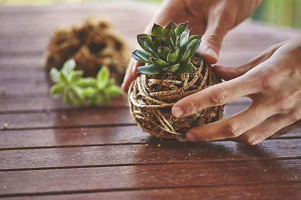 포토 JPG 해외이미지 식물 손 꽃 음식 백그라운드 잎 꽃무늬 농업 재료 공 자연 넥타이 건강 이끼 사람없음 장식 초록색 환경 정원 일본 흙 회색 수확 성장 신선 원형 유기농 원예 분재 내추럴 생태학 채식주의자 해외포토 도형 나무 웰빙 잡화 교육 산업 아시아 컬러 무늬 취미 신체부위 생태계 채식 파일형식 이미지허브