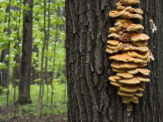 포토 JPG 해외이미지 나무 계절 음식 자연 생물 사람없음 목재 여름 컬러풀 노란색 환경 버섯 봄 숲 유기농 내추럴 곰팡이 식용 해외포토 식물 웰빙 컬러 재료 생태계 파일형식 이미지허브