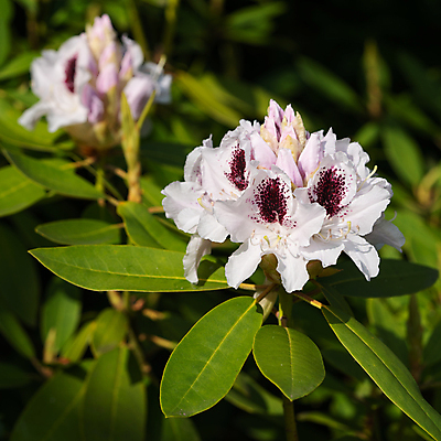 포토 JPG 해외이미지 식물 계절 공원 꽃잎 꽃 분홍색 잎 꽃무늬 자연 사람없음 야외 환경 정원 봄 성장 벚꽃 신선 개화 닫기 진달래 관목 생태계 원예 화단 내추럴 영원 해외포토 나무 공공시설 컬러 무늬 모션 취미 파일형식 이미지허브